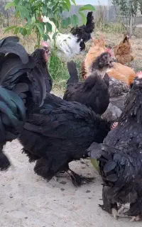 تخم نطفه دار مرندی تعداد محدود