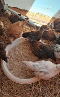 جوجه محلی