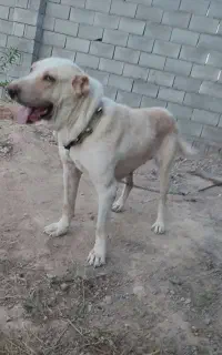 سگ ماده مخصوص توله کشی