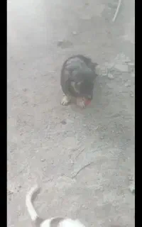 سگ پامر