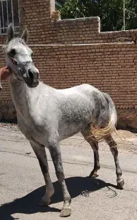 خرید و فروش اسب