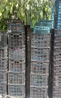 فروش تعدادی سبد نو بدون گرما زدگی و شکستگی