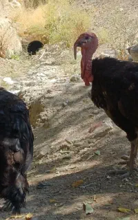 بوقلمون محلی اصل
