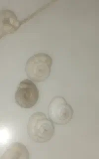 حلزون