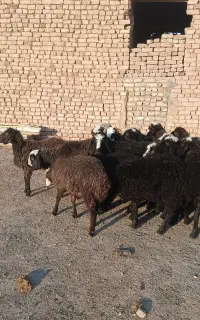 تعداد 15راس بره برای پرواری