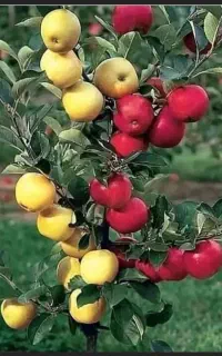 پیش فروش نهال گلدانی.