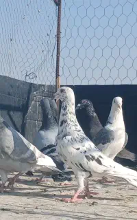 فروش