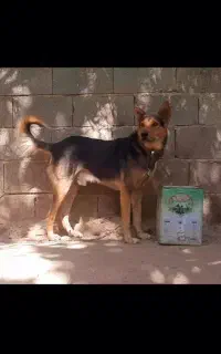 یک جفت نر و ماده نگهبان درجه یک