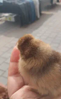 جوجه محلی رنگی غاز اردک