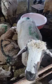 گوسفنده زنده یافت اباد