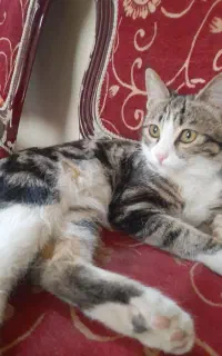گربه‌نژاددارdsh‌نر