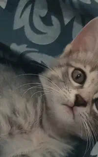 واگذاری گربه کاملا رایگان