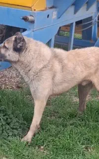 واگذاری سرابی