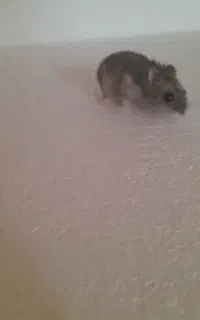 همستر