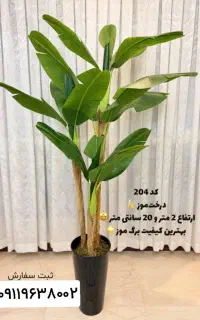 فروش و پخش، انواع درختچه های وارداتی درجه یک