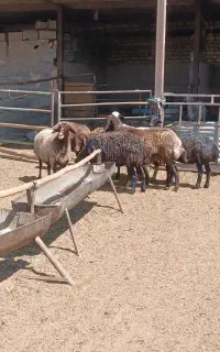 میش و بره