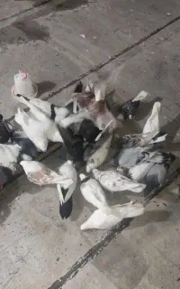 کفتر پرشی و زینتی