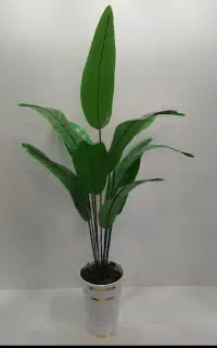 گل زینتی