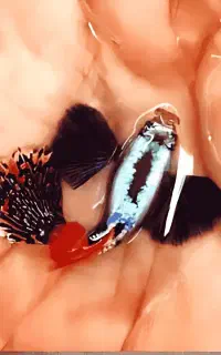 حراج گوپی بیگ ایر با بالاترین گرید ایران