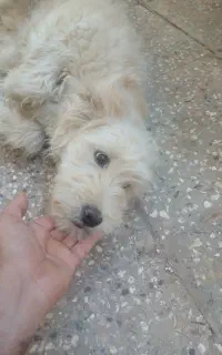 واگذری سگ خانگی نر