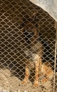 ژرمن ۴ساله فروشی و معاوضه