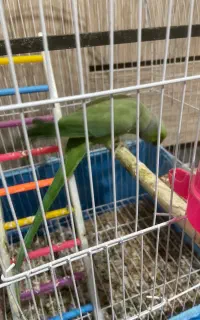 یک جفت طوطی ملنگو مولد در حال تخم گذاشتن