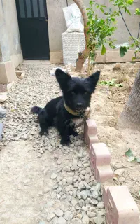 واگذارسگ