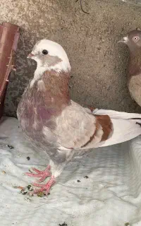 نوک ریز شازده
