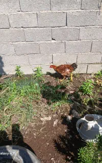 خروس