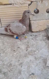 کفتر جوج