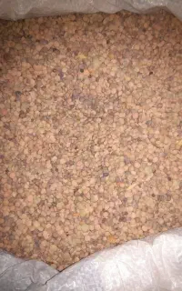 عدس