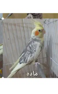 عروس هلندی ماده و چراغ ۲۰۶