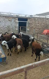 باسلام گوسفنده افشار پلنگی فروشی