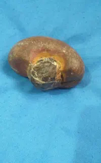 سنگ نایاب