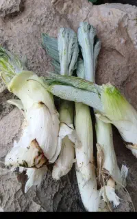 بیرحل تازه وکنگر