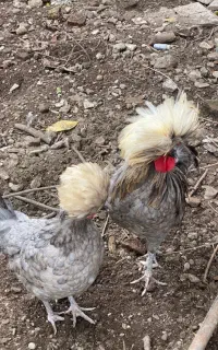 مرغ و خروس لهستانی
