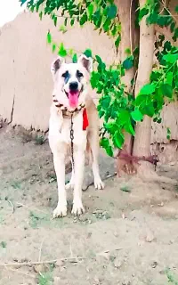 سگ گله و نگهبان قهدرجانی