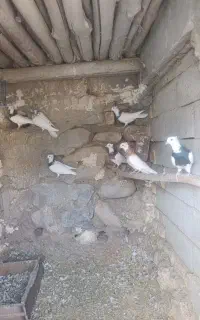 کبوتر
