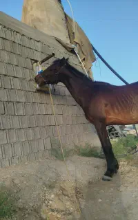 اسب ماده درهشور