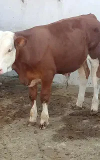 فروش گوساله سیمینتال پرواری