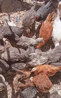 باروک و بچ خروس محلی اصل اصل