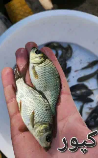 بچه ماهی آمور اصلاح نژاد