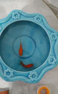 ماهی لاستیک