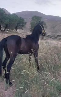 کره نریان قره کهر