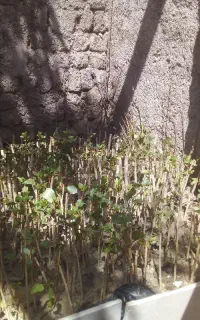 نهال انگور گشمشی .سیاه شانی شیرازی میرزایی تضمینی
