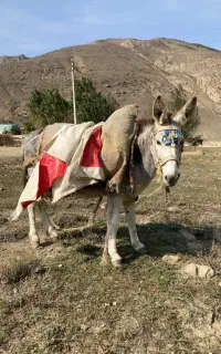 خر الاغ نر