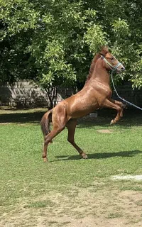 اسبِ فروشی