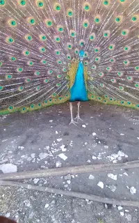 صاووس نر۴ساله