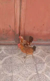 جوجه محلی