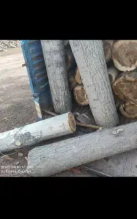 برش درخت